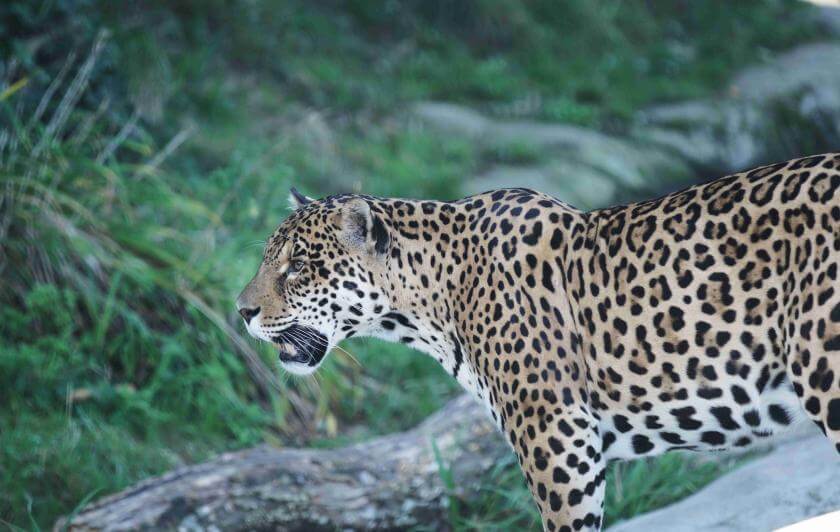 Parrot World - Ti punch jaguar