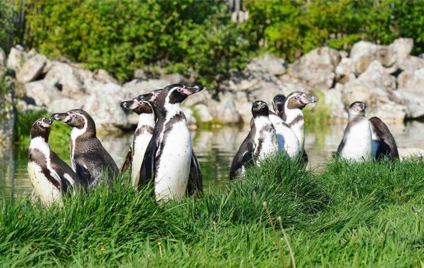 Parrot World - manchot