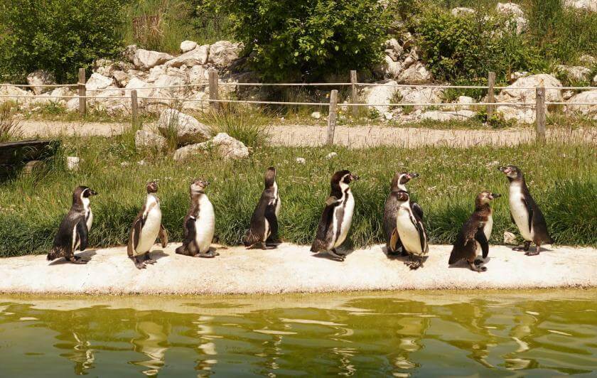 Parrot World - manchot