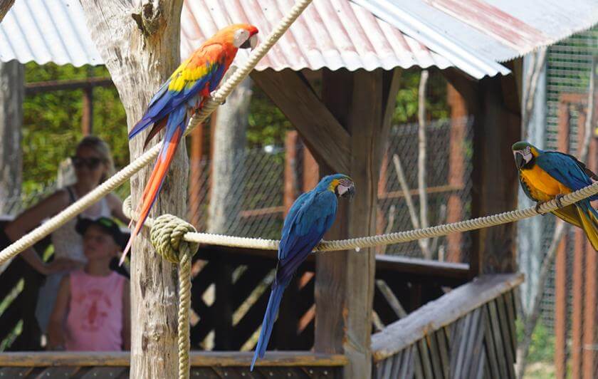 Parrot World parc animalier immersif - Volière géante d'Amazonie immersion totale - Que faire pour les vacances d'été 2026 en Île-de-France