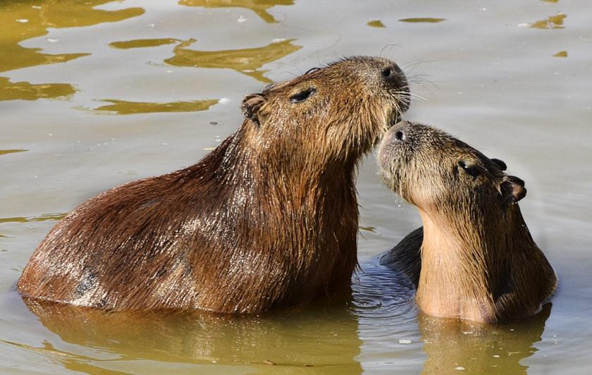 Capybaras