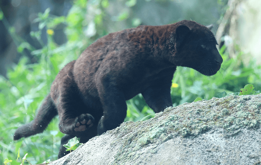 Zuma la bébé jaguar - Corinne Puch Kilou