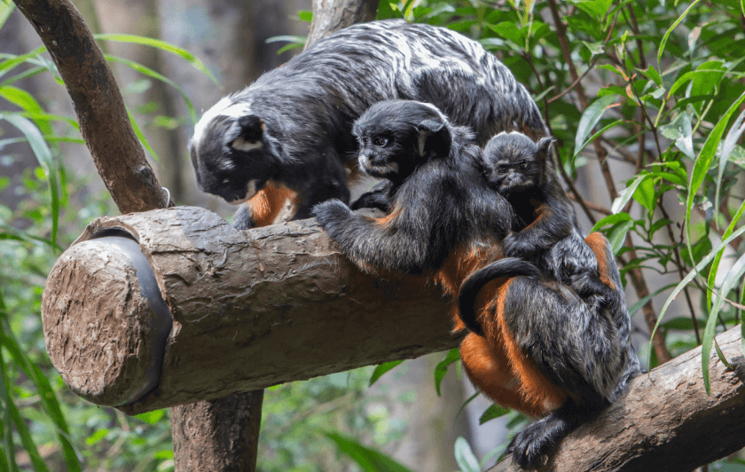 Tamarins labiés