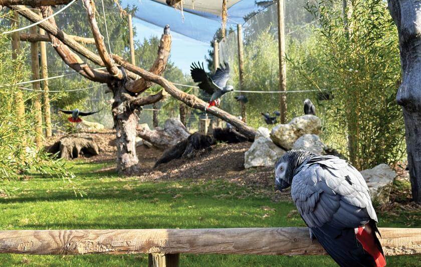 Volière Refuge de Gris du Gabon au parc animalier proche de Paris - Parrot World décor Amérique du Sud