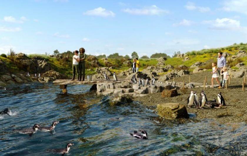 Manchots de Humboldt dans leur bassin à Parrot World