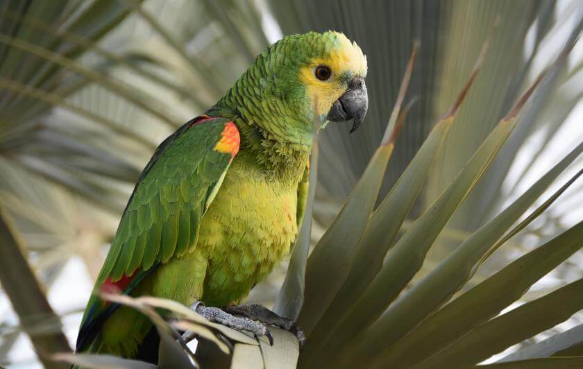amazone parrot world