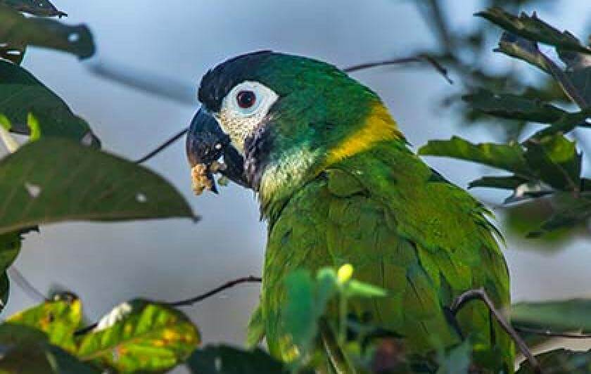 Primolius auricollis