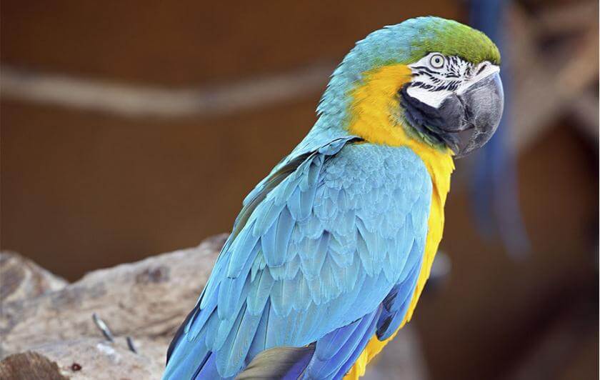 ara bleu sur une pierre