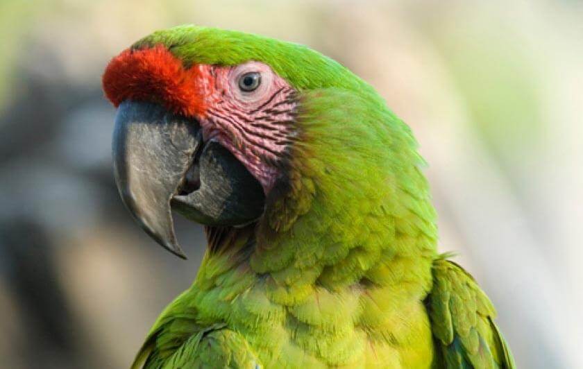 perroquet ara de buffon