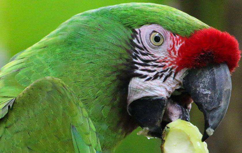 ara militaire qui mange
