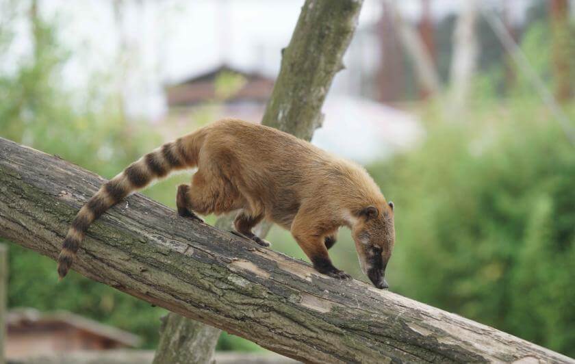 Parc animalier immersif proche de Paris avec coatis - Parrot World décor Amérique du Sud