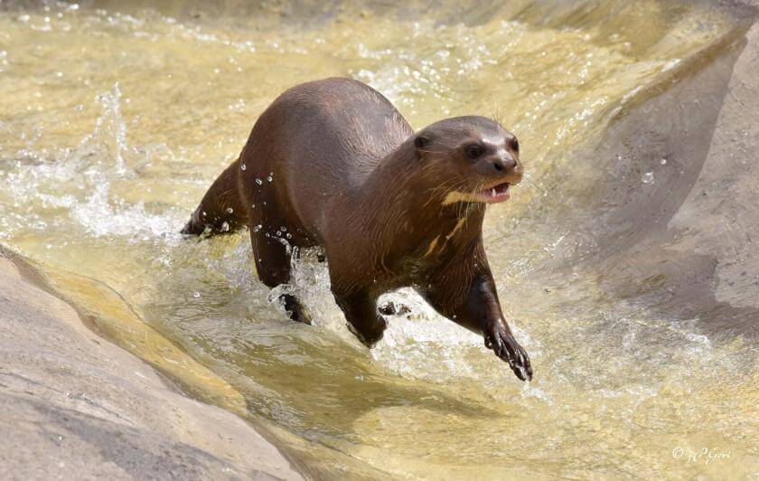 Bahia loutre géante