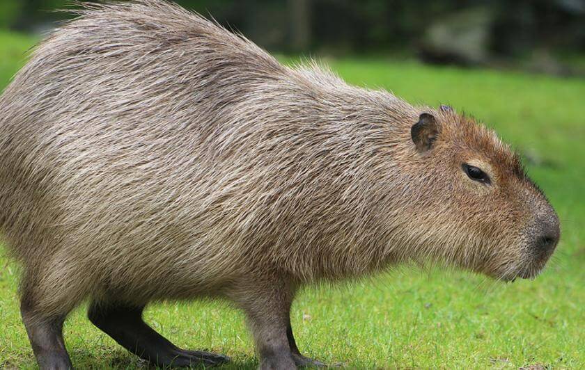 Capybara