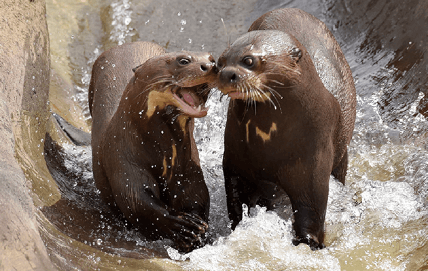 Les loutres géantes