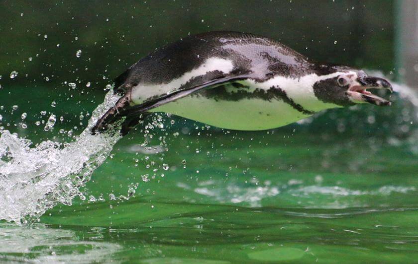 manchot de humboldt saut hors de l'eau
