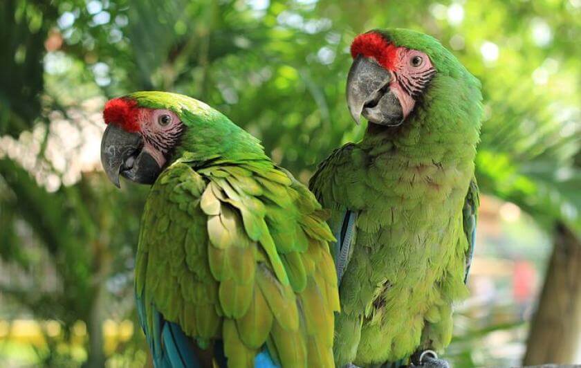 parrot world ara militaire